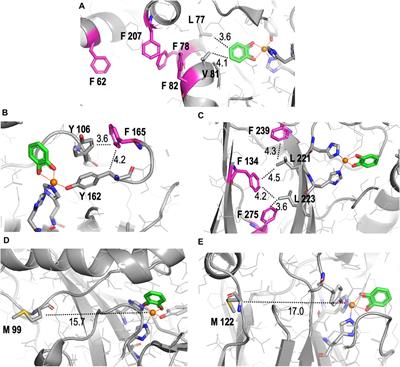 Global incorporation of meta-fluorotyrosine or meta-fluorophenylalanine into 1,2-catechol dioxygenase modulates the binding affinities of substrates 